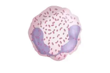 Basophils