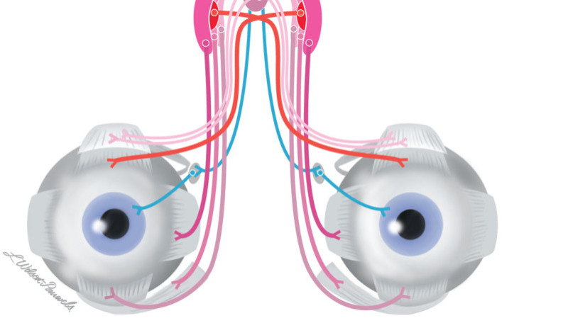 Oculomotor Nerve: Anatomy, Function, Disorder and Treatment Strategies