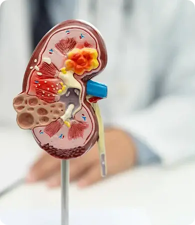 Renal Sciences