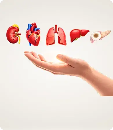 Solid-Organ & Bone Marrow Transplant